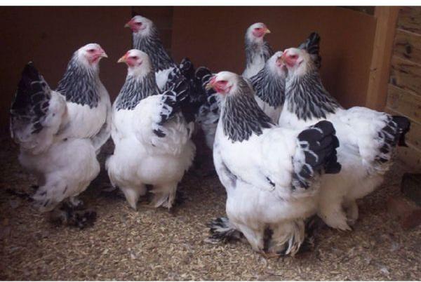 Live Brahma Chicken at Rs 15,000 / Pair in Jammu