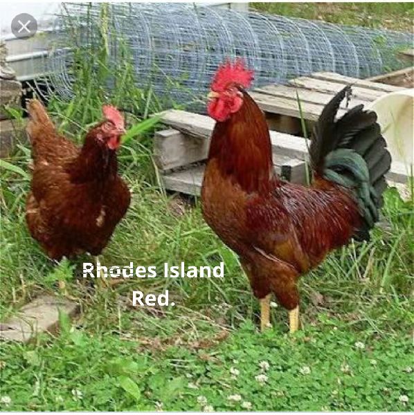 Live Rhode Island Red Chicken