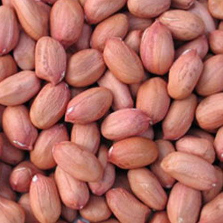 Groundnut seeds, Style : Dried