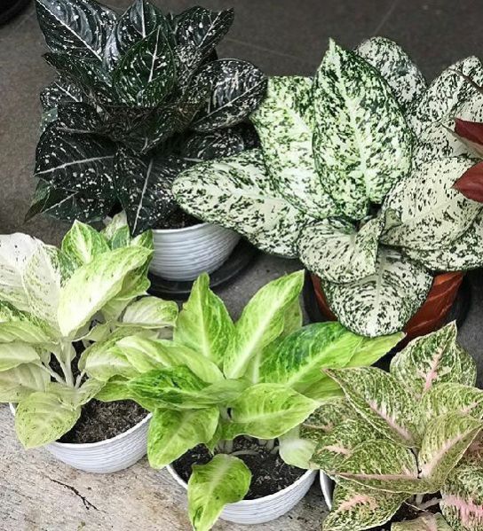 aglaonema plant