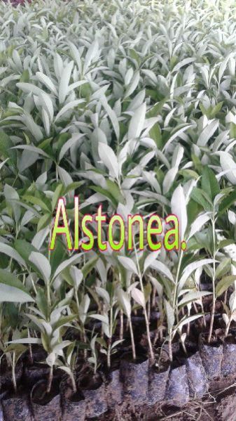 Alstonia Plant