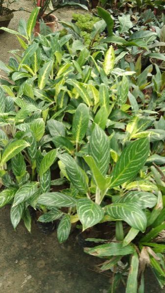 dieffenbachia plant