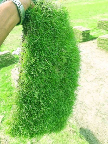 Mexican Carpet Grass