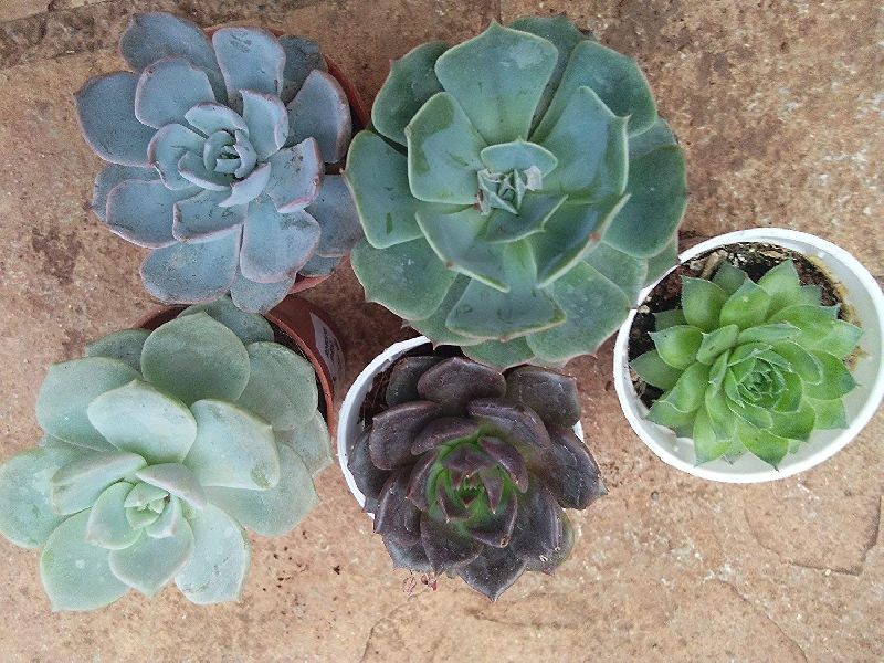 Succulent Plant For Gardening