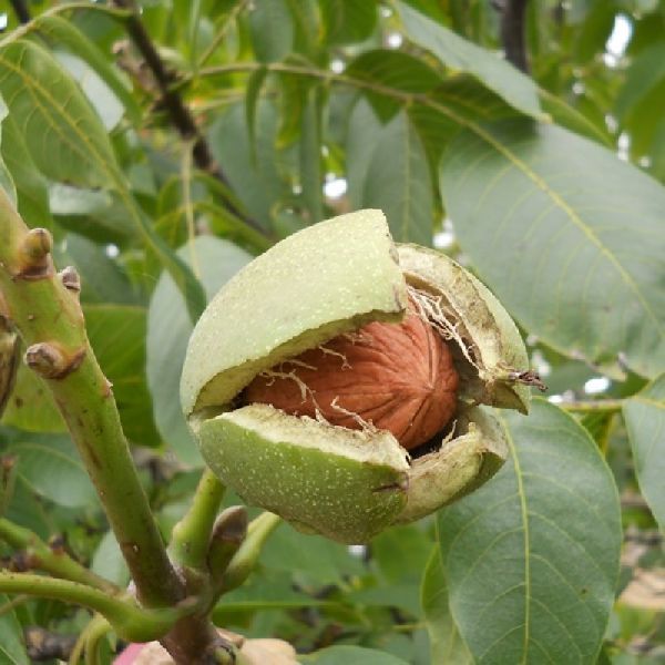 Walnut Plant