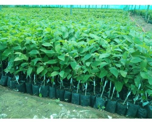 Custard Apple Tree