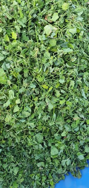 Dried Kasuri Methi Leaves