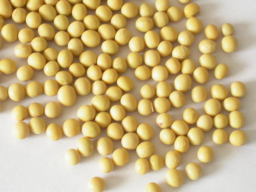 GMO Soybean