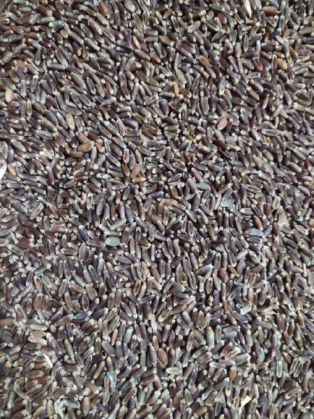 Organic Black Wheat Seeds
