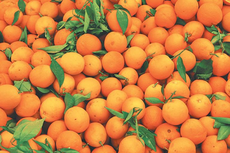 Fresh Orange, for Juice, Jam