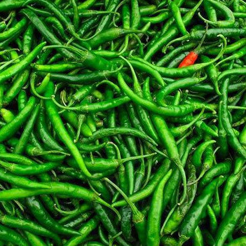 Fresh green chilli, Packaging Type : Gunny Bag