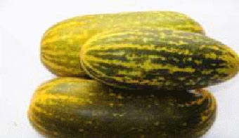 Organic Fresh Vellary Cucumber