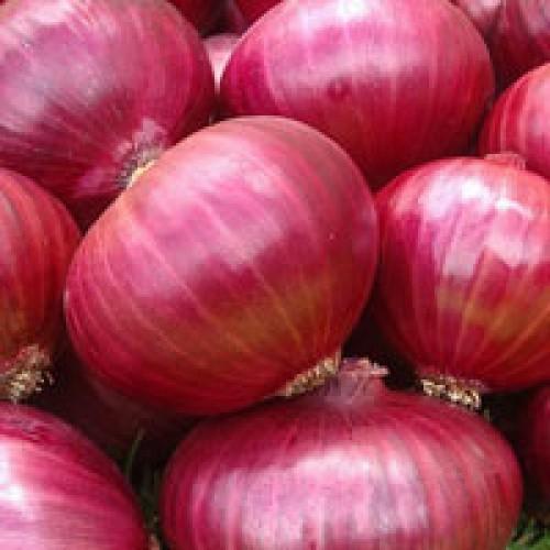 Organic red onion, for Cooking, Packaging Type : Jute Sacks