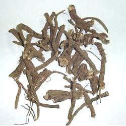 Coleus Forskohlii Root Extract