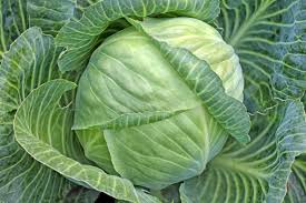 Organic Fresh Cabbage