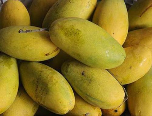 Organic fresh mango, Shelf Life : 7-10 Days