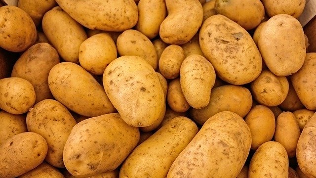 Organic fresh potato, for Home, Restaurant, Snacks, Feature : Early Maturing, Healthy, Mild Flavor