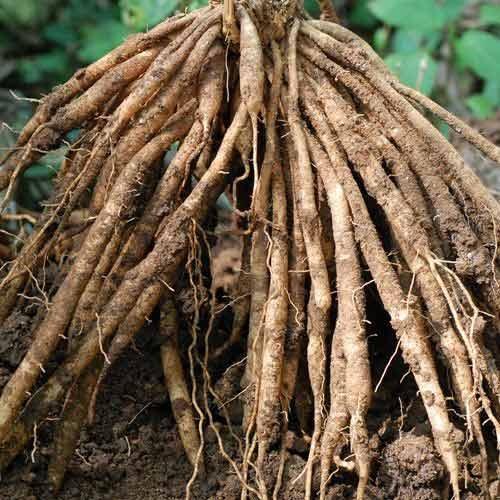 Sarpagandha Roots