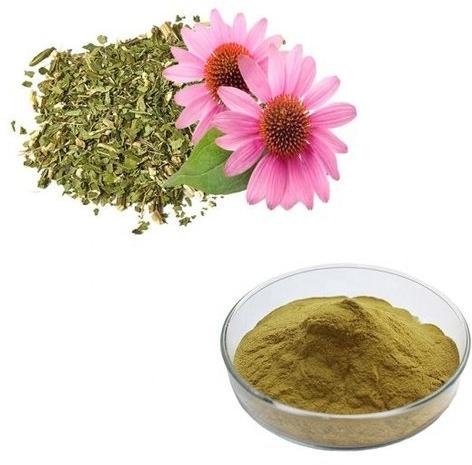 Echinacea Extract, Form : Powder