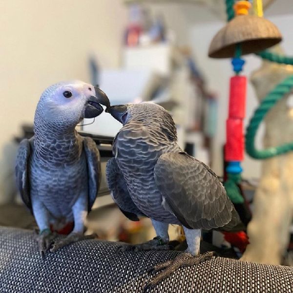 African grey parrots male and female - Helma velmadine, Delhi, Delhi