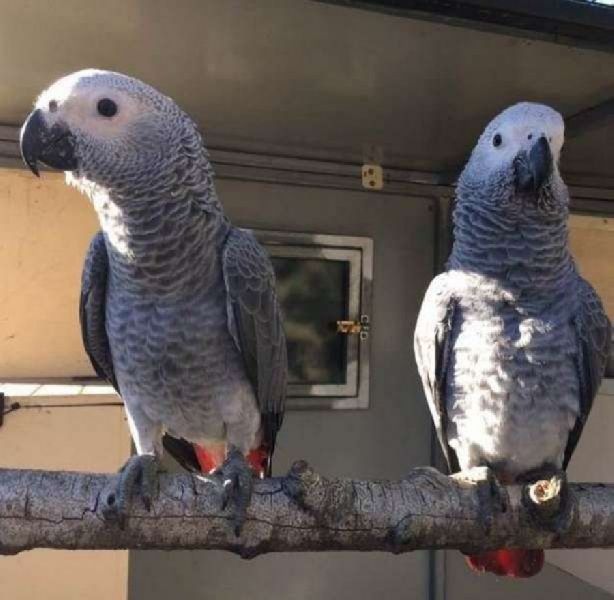 Congo African Grey Parrots Helma velmadine, Delhi, Delhi