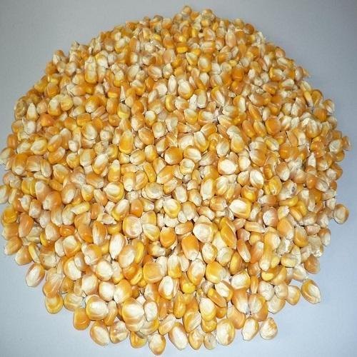 Cattle Feed Yellow Maize