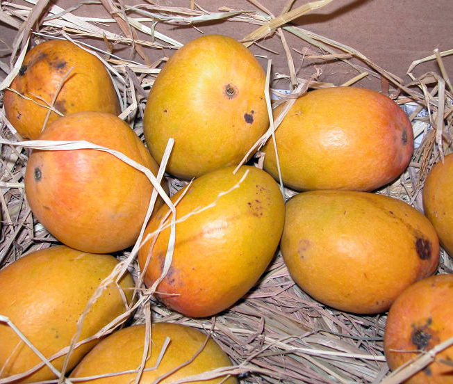 Organic alphonso mango, Packaging Type : Wooden Carton