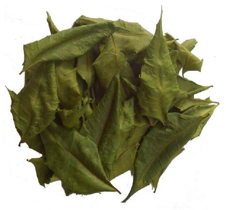 Dried Neem Leaves