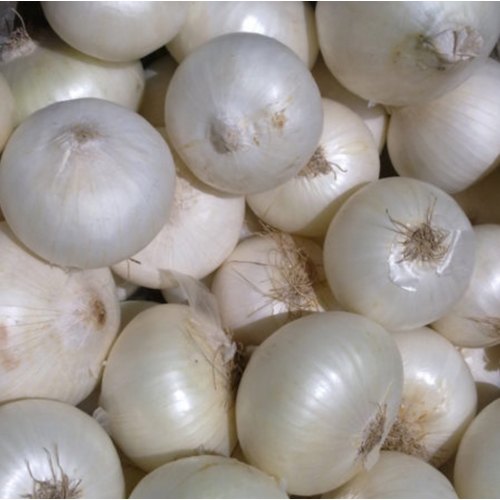 Organic Fresh White Onion, Packaging Type : Net Bag