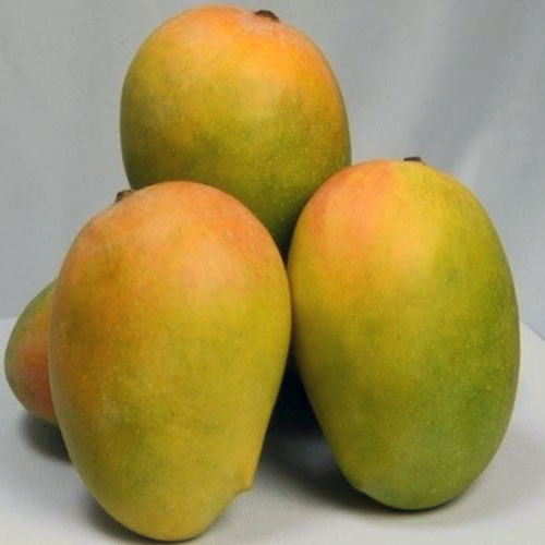 Organic kesar mango, for Direct Consumption, Packaging Type : Jute Bags
