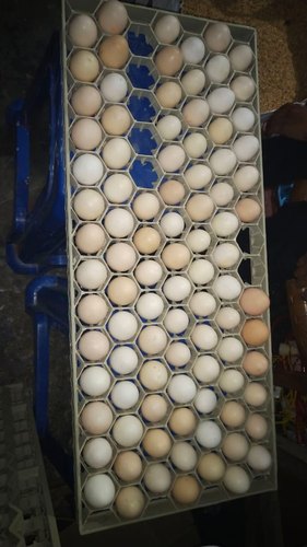 Asil Chicken Eggs, for Cooking, Color : White