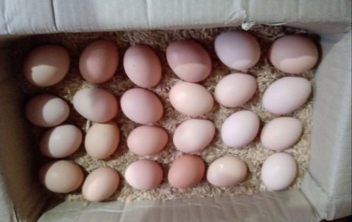 Bhimavaram Chicken Egg, for Cooking, Color : Brown