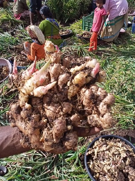 Natural Raw ginger seeds, for Cooking, Spices, Food Medicine, Cosmetics, Form : Solid