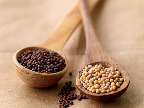 GMO Mustard Seeds, for Cooking, Spices, Specialities : Long Shelf Life