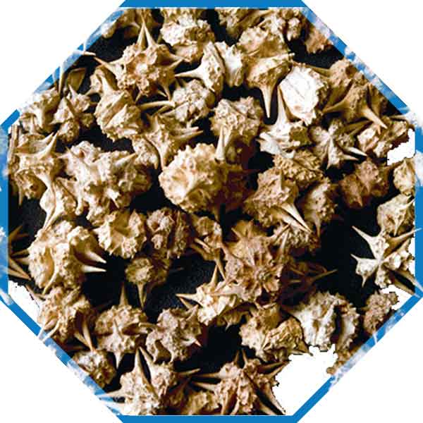 Gokhru Seed, for In Cultivation Farming Work, Taste : Natural