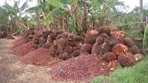 Palm Nuts, Feature : Natural, Superior Quality, Standard Specs .