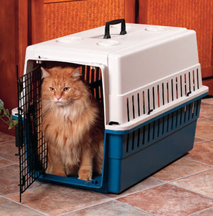 Cage for persian store cat