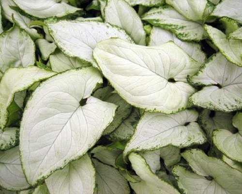 Syngonium Plant, Color : Green