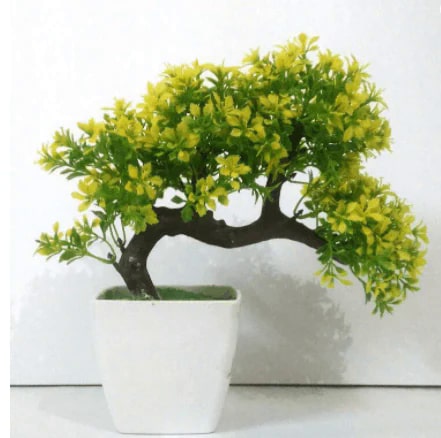 Organic Hyperboles Bonsai Wild Plants, for Plantation, Color : Green