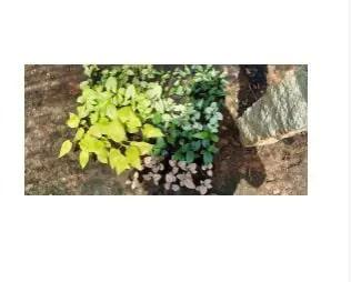 Ornamental Shrubs Plants, for Agriculture, Color : Green