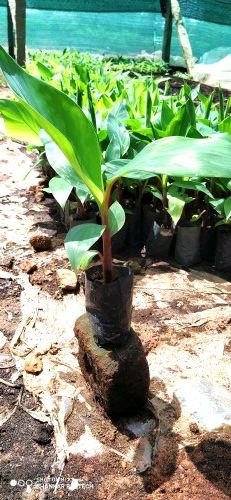 Red Banana Tissue Culture Plants, Color : Green