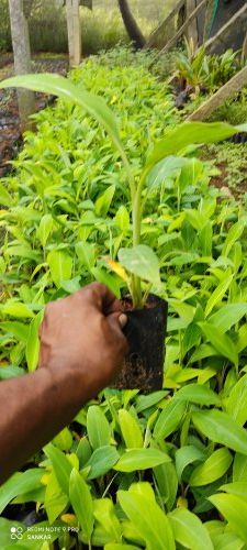 Yelakki Banana Tissue Culture Plants, Color : Green