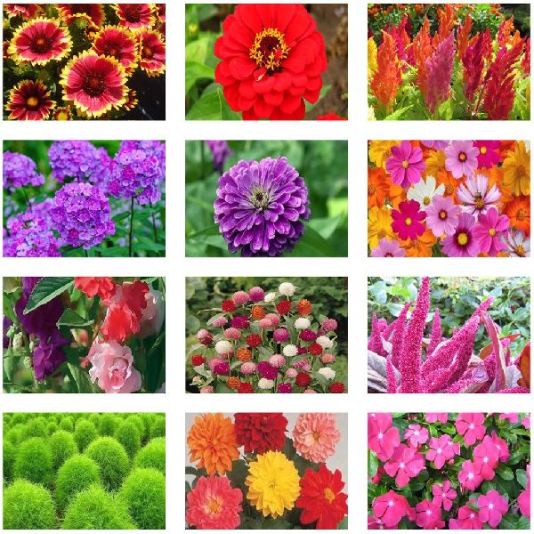 Natural Flower Seeds, for Agriculture, Packaging Size : 100gm, 50gm