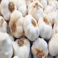 Natural Garlic, for Cooking