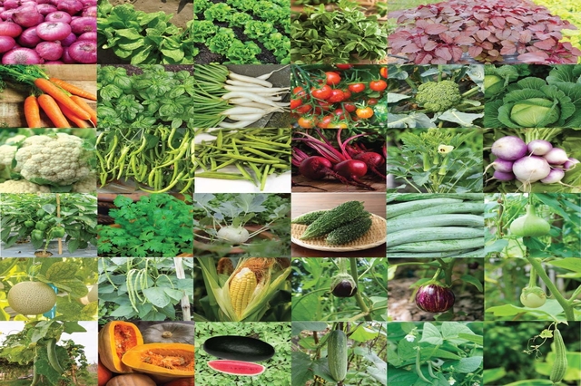 Natural fresh vegetables, for Cooking, Salid, Certification : FSSAI