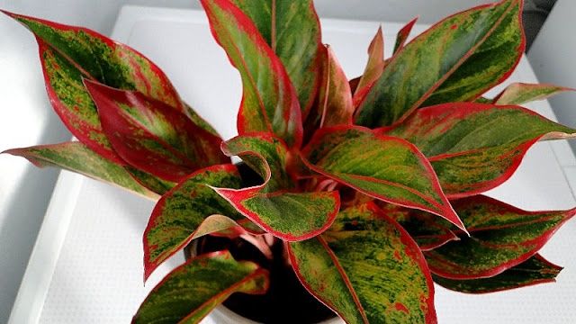 Aglaonema Flower Plants, for Gardening, Packaging Type : Plastic Bag