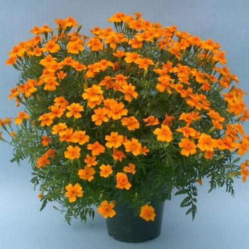 Avishkar Flower Plants, for Gardening, Packaging Type : Plastic Bag