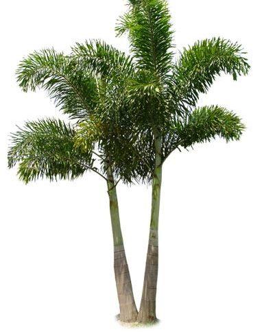 Foxtail Palm Plants, for Farming, Style : Hybrid