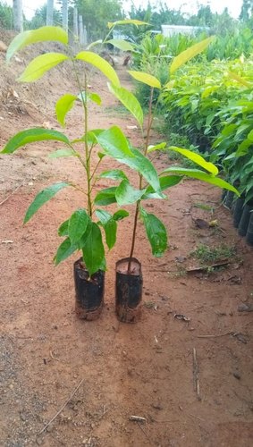 Mahogany Plants, for Farming, Color : Green