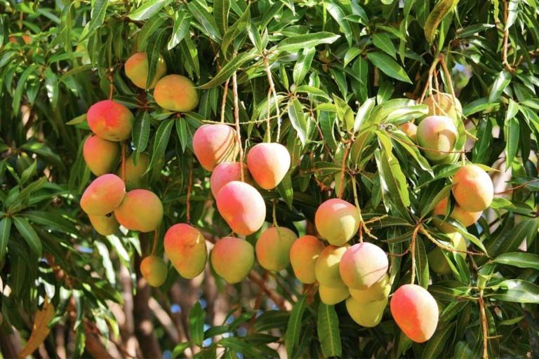Mango Plants, for Farming, Style : Hybrid